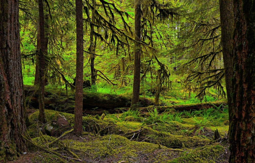 Густые хвойные леса Финляндии