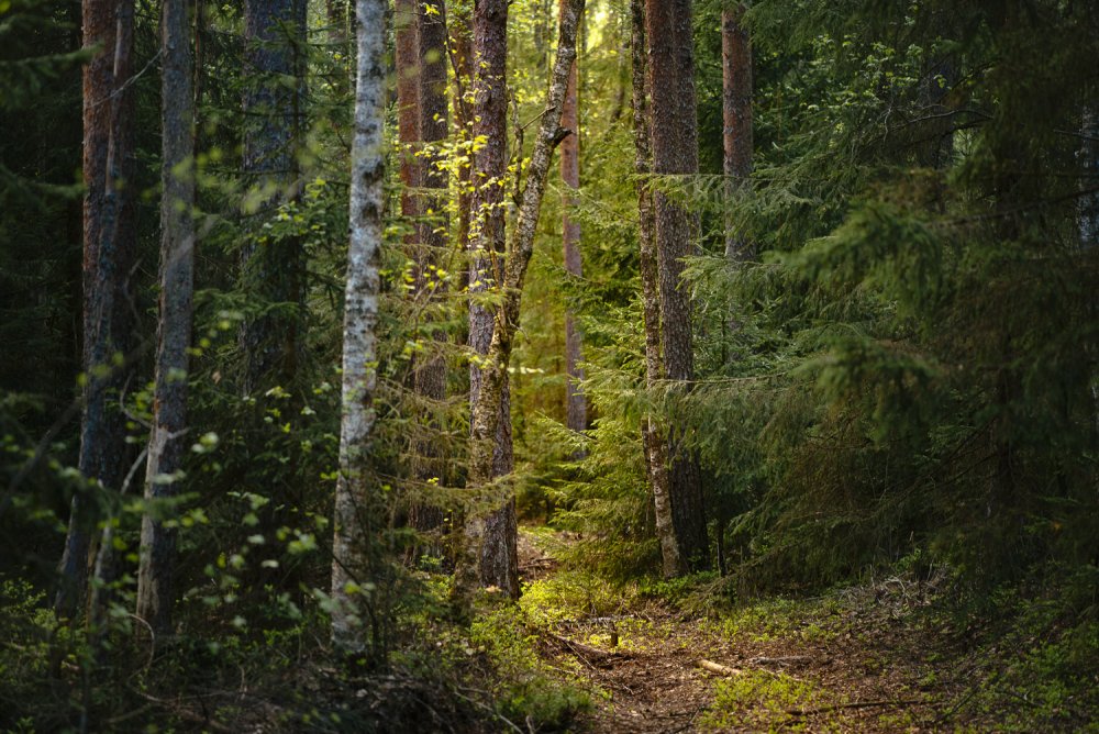 Красивые профессиональные фотографии леса