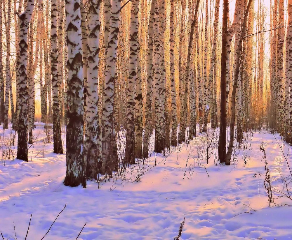 Зимний лес березы