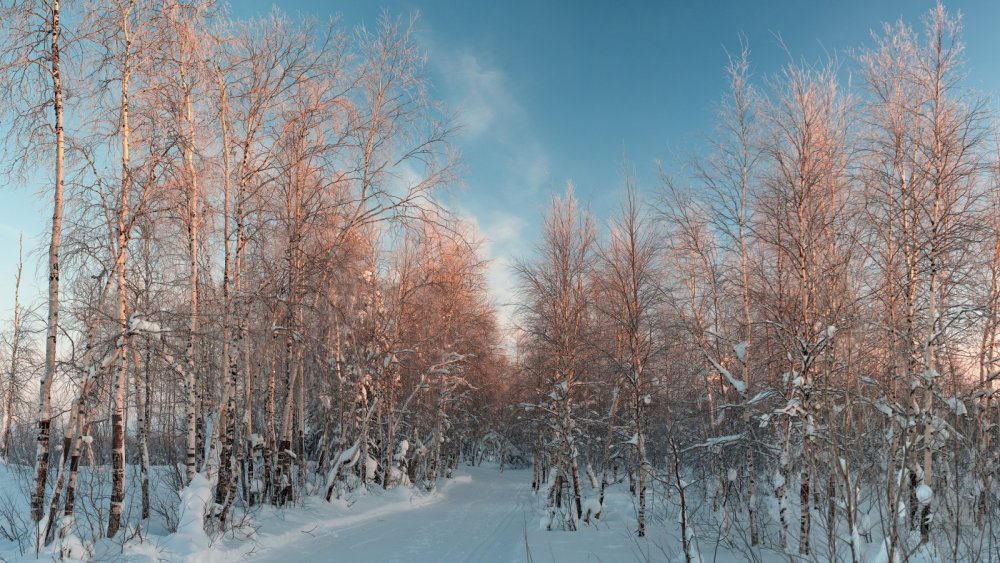 Березы зимой в Сибири