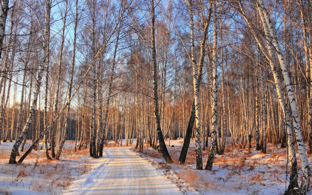 Березовая роща Новосибирск зимой
