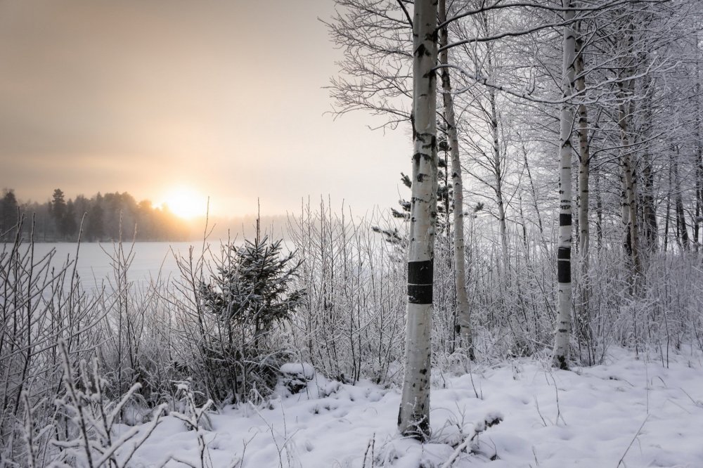 Снежный лес березы
