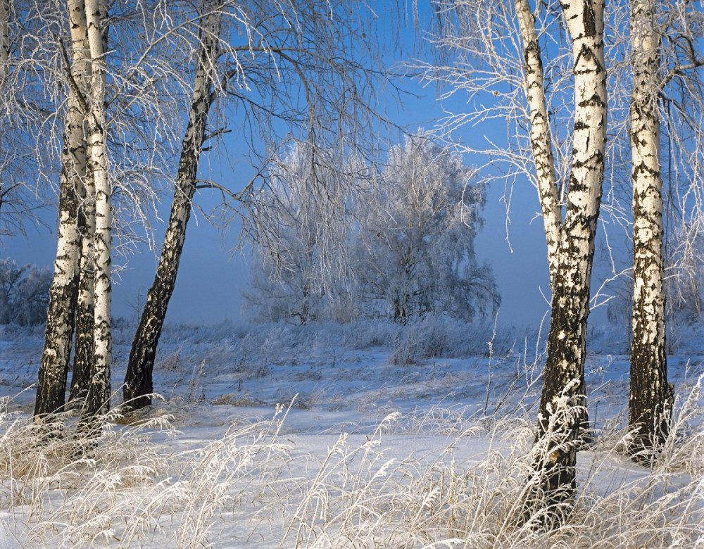 Береза Сибирская зимой