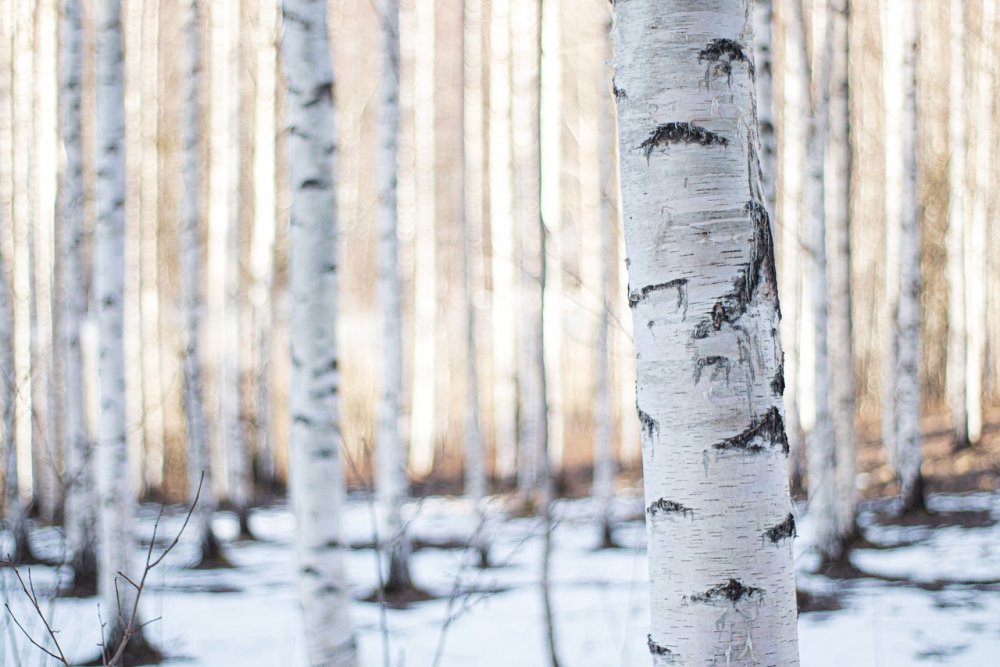 Березы лес зима
