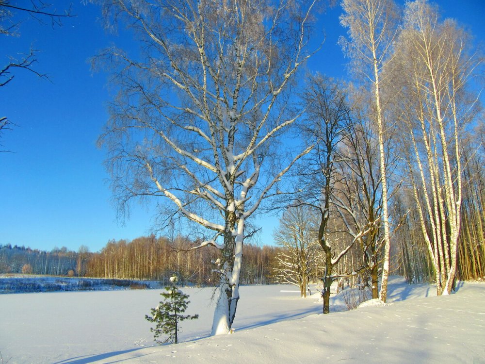 Зимний пейзаж с березами фото