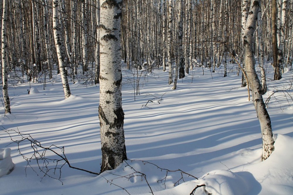 Зимний пейзаж Березки в лесу