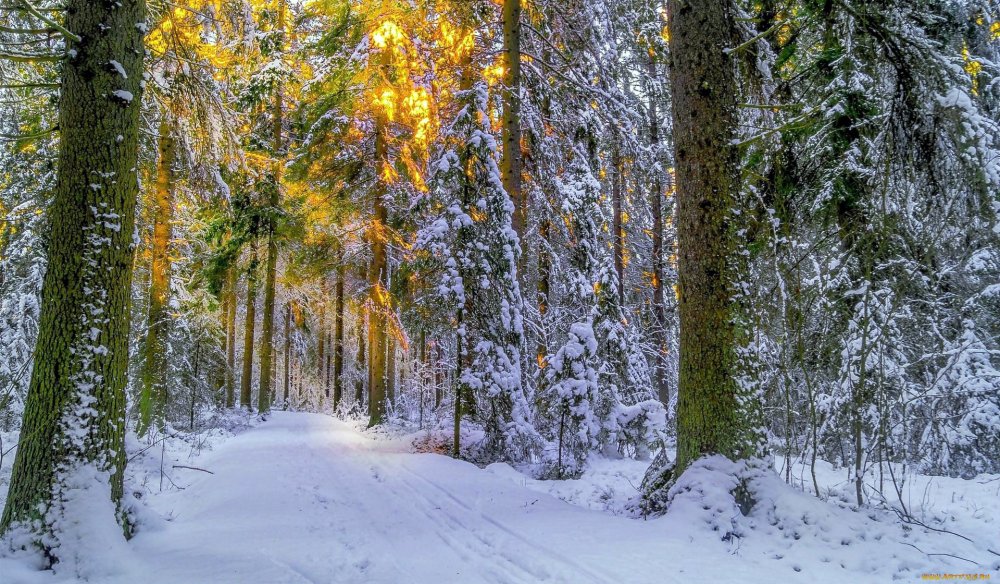Зимой в лесу среди сосен