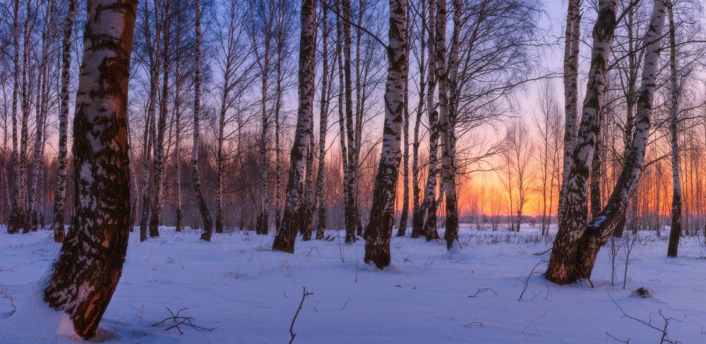 Березы в зимнем Вечернем лесу