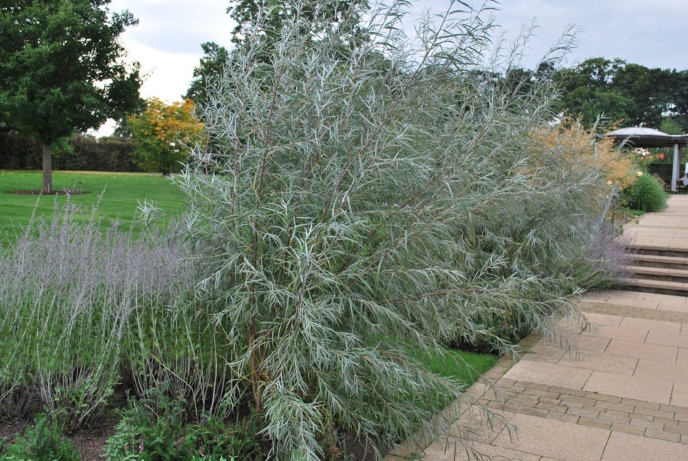 Ива Salix rosmarinifolia