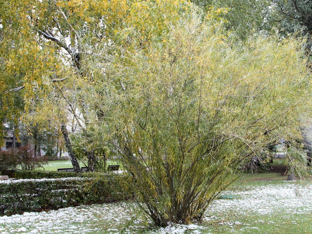 Ива Ледебура (Salix ledebouriana)