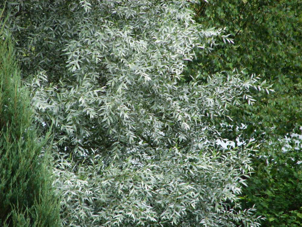 Ива белая серебристая Salix Alba argentea