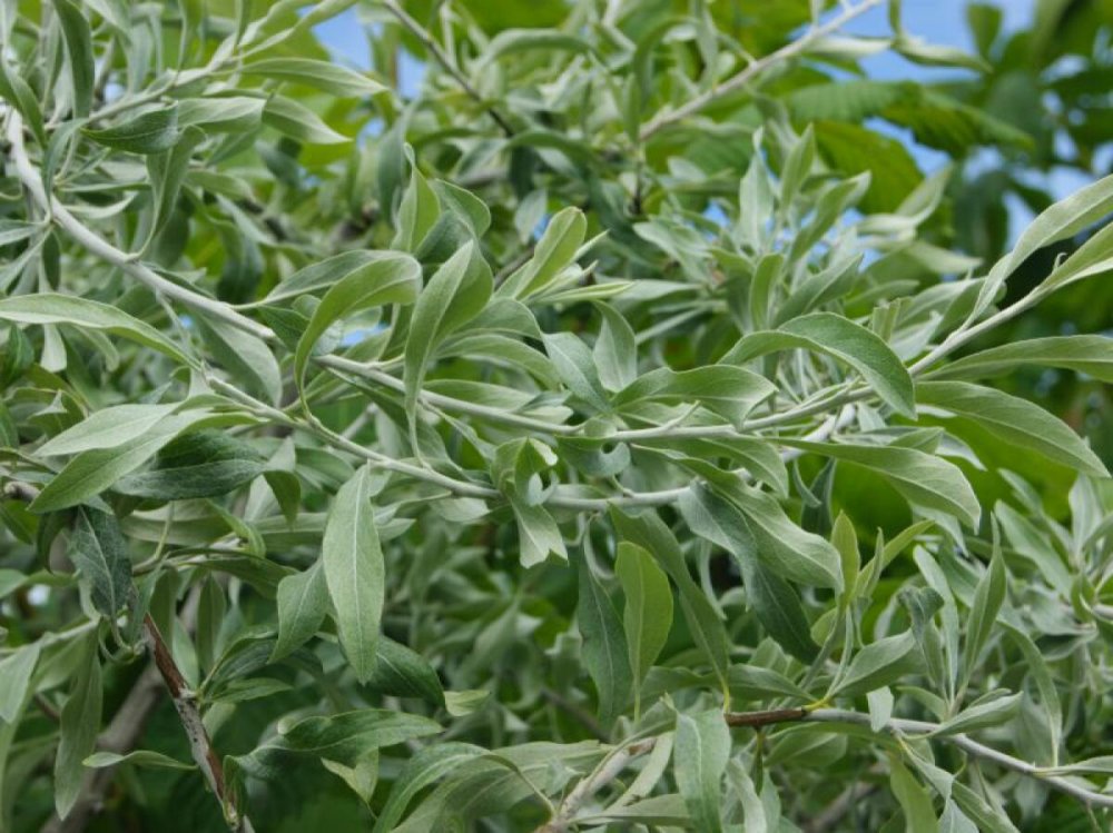 Груша иволистная -Pyrus salicifolia