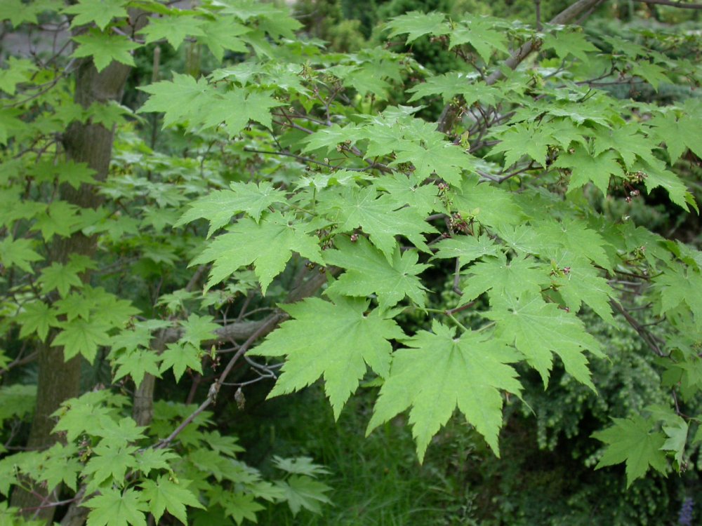 Зеленый резной лист