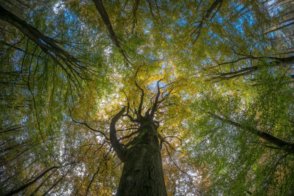 Эноки высокое дерево