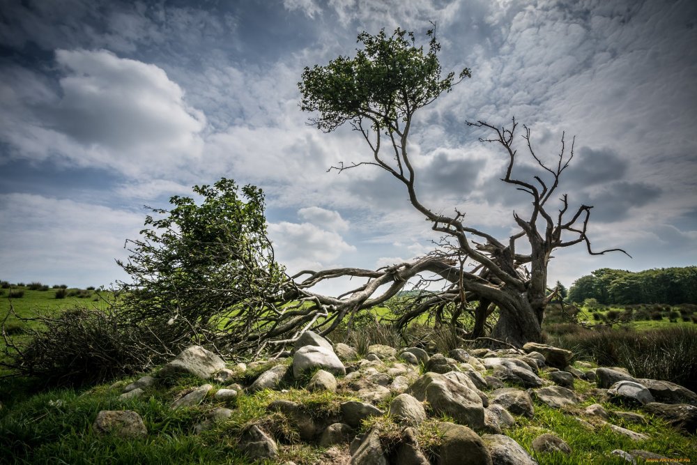 Природа камни деревья