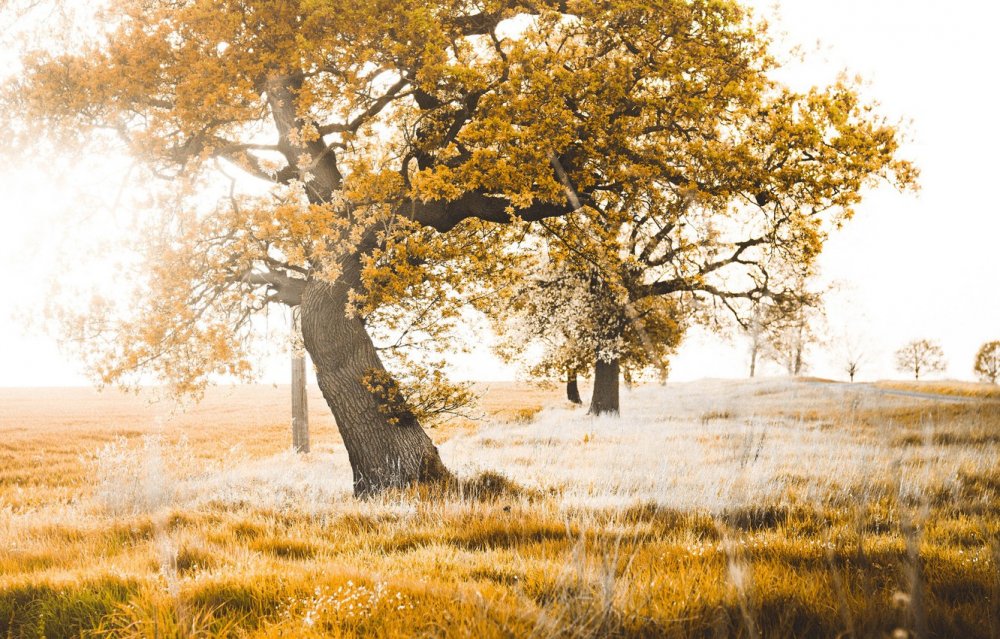 Старое высохшее дерево