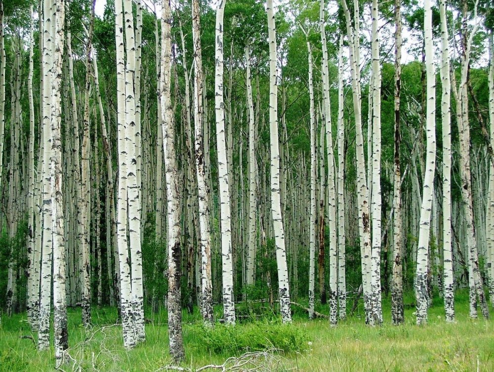 Растения Березово-осинового леса