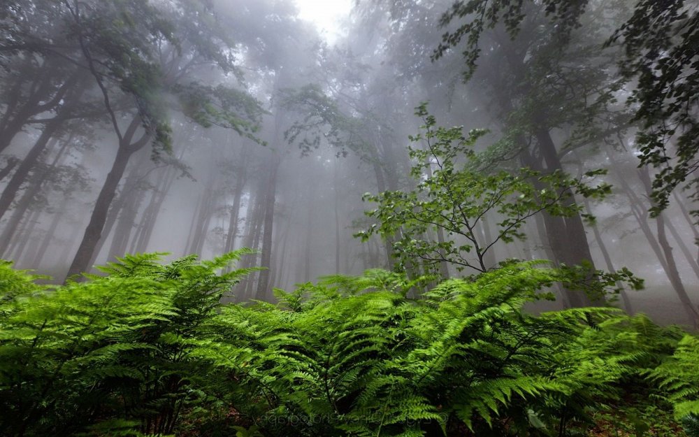 Туманный тропический лес