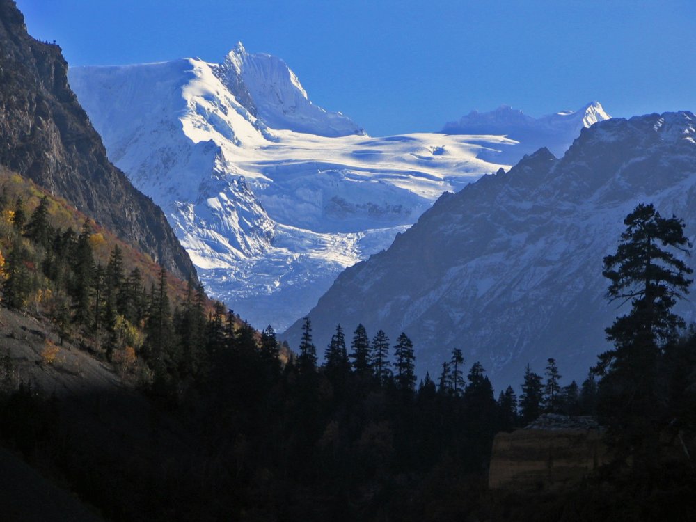 Горный лес Гималаи