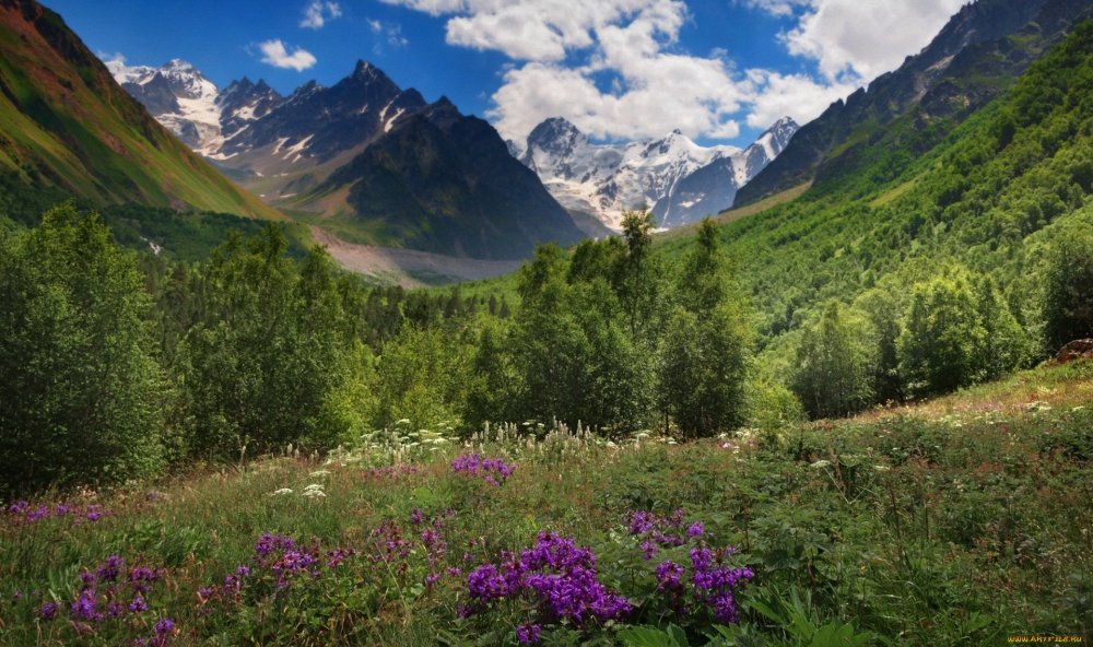 Лес в горах Кавказа