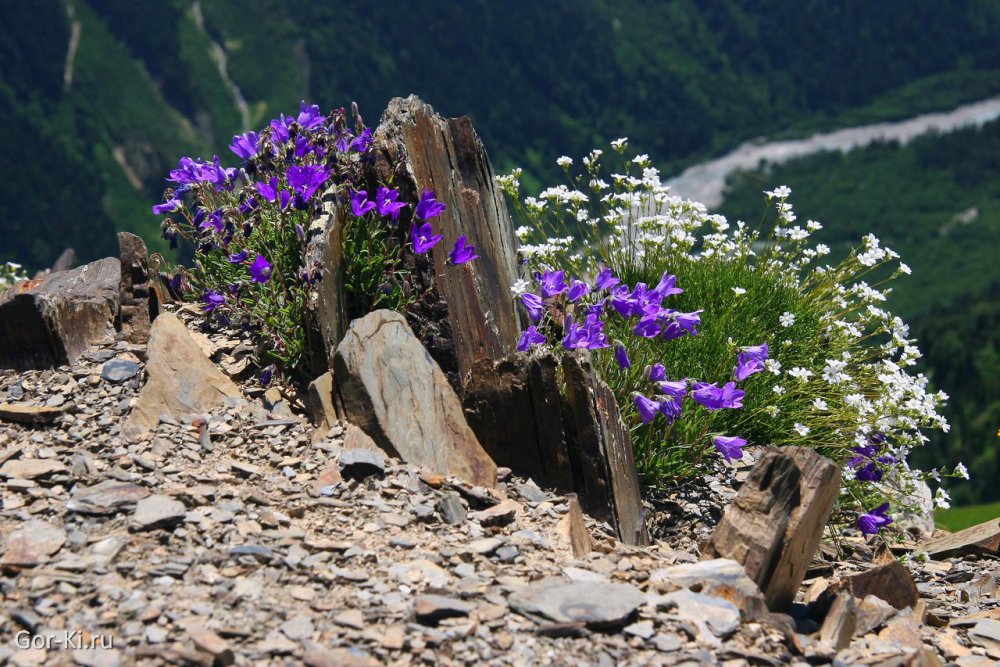 Цветы Кавказа Архыз