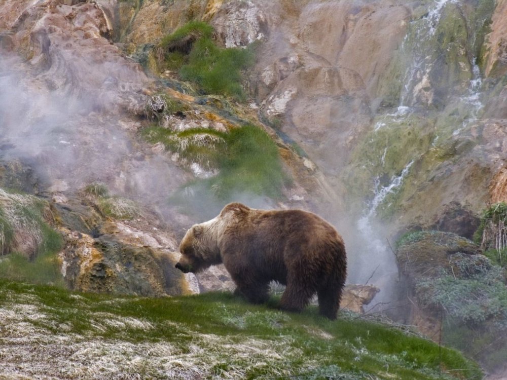 Кроноцкий заповедник Долина гейзеров медведи