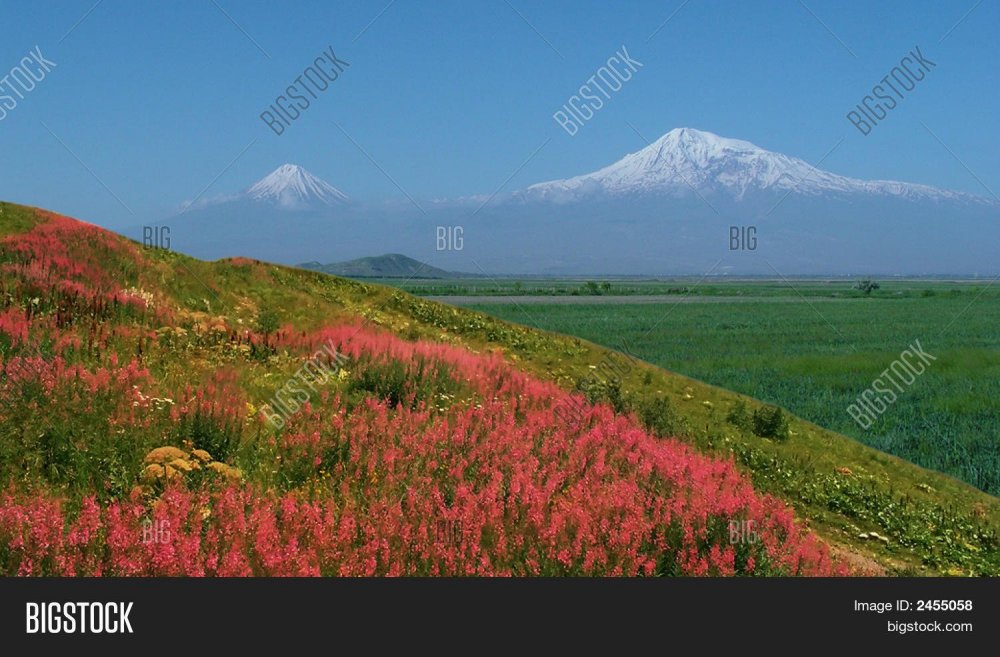 Долина Арарат Цветущая