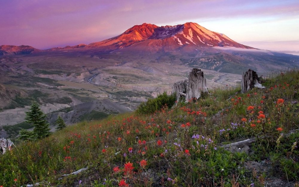 Армения цветы в горах