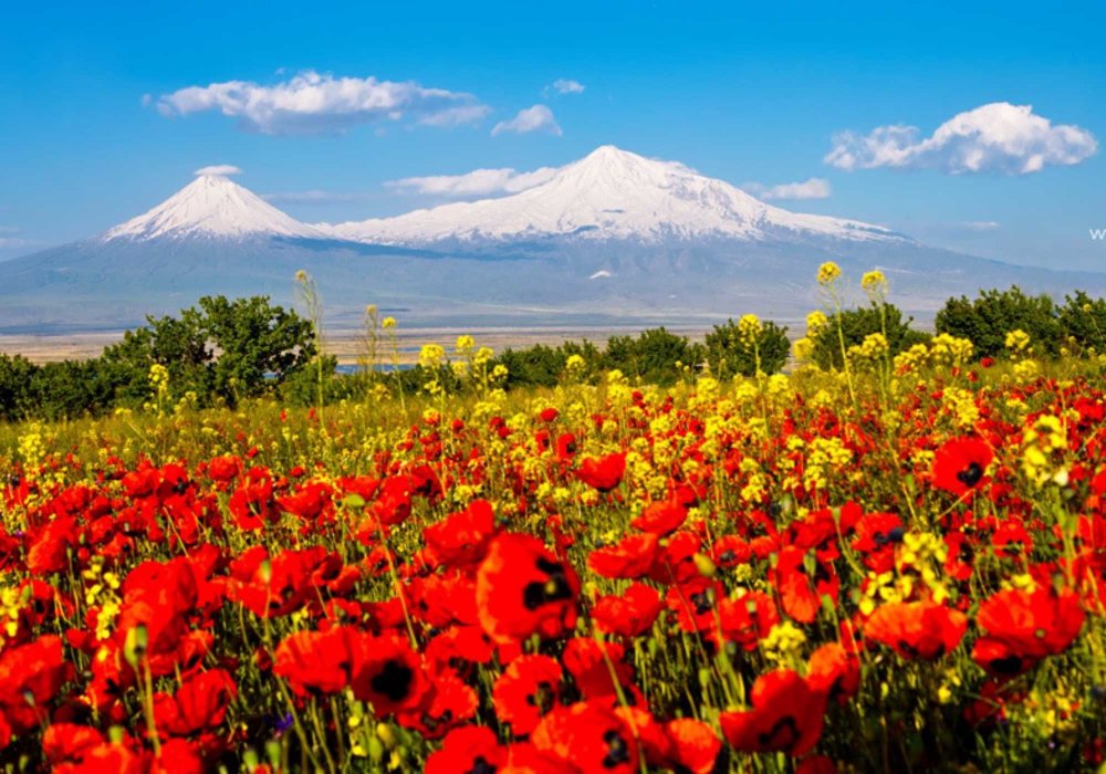 Арарат гора цветы