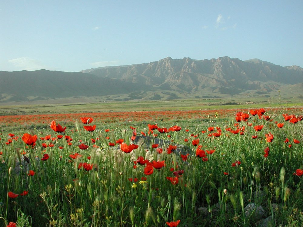 Армения гора Арарат Маковое поле
