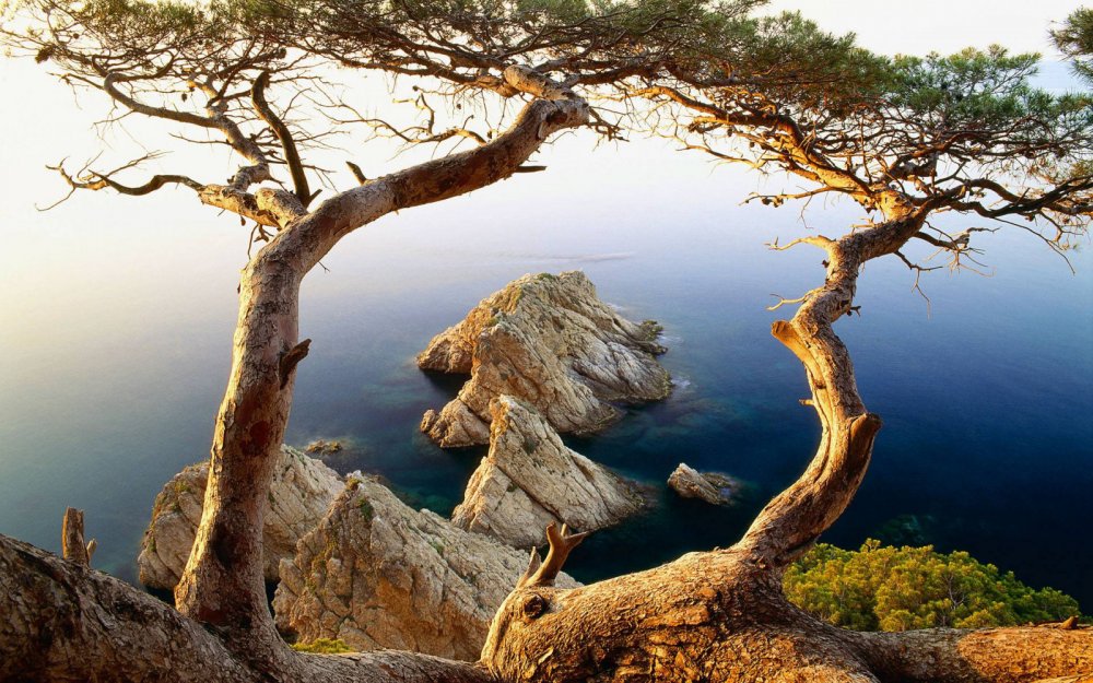 Дерево на скале у моря