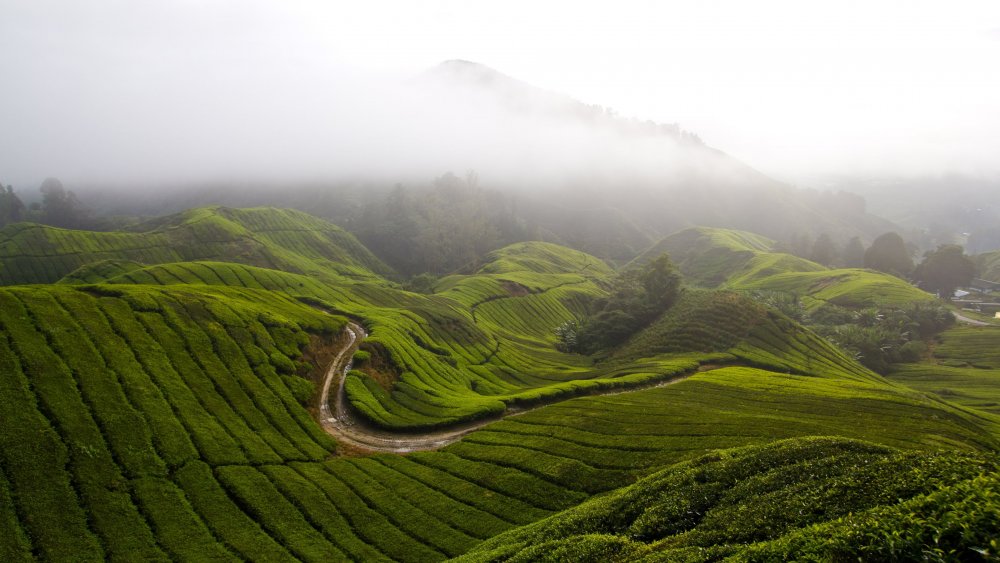 Чайные плантации в Индии