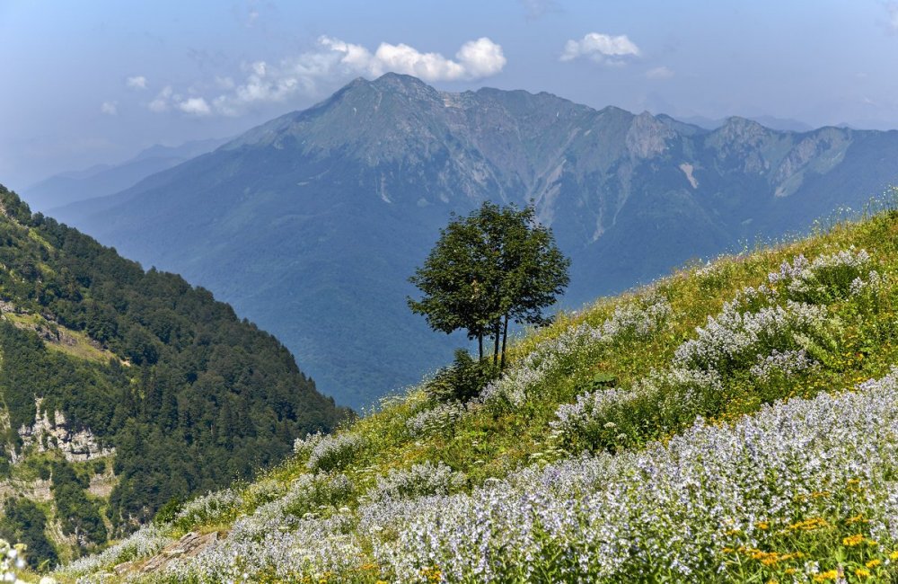 Абхазия Тюльпанная Долина