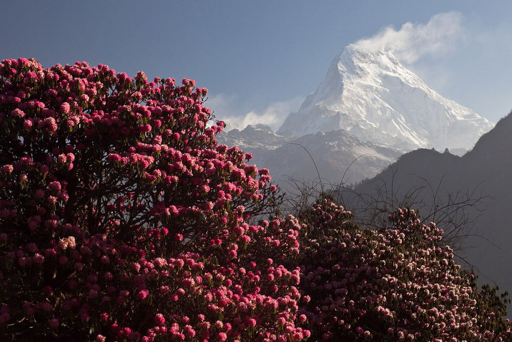 Рододендрон Непал