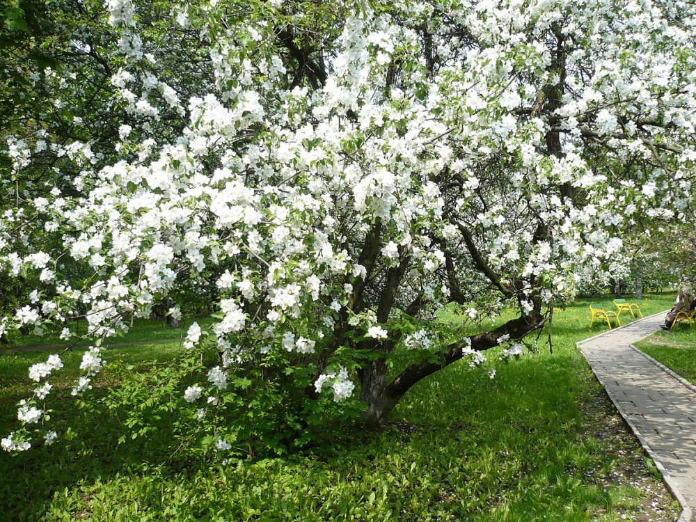 Дьюхерст уинфррд цветущие яблони
