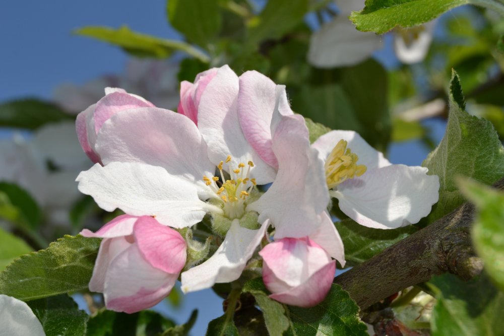 Яблоневый цвет (Apple Blossom) роза