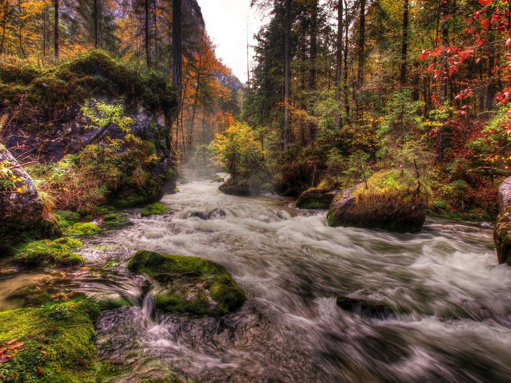 Река у леса