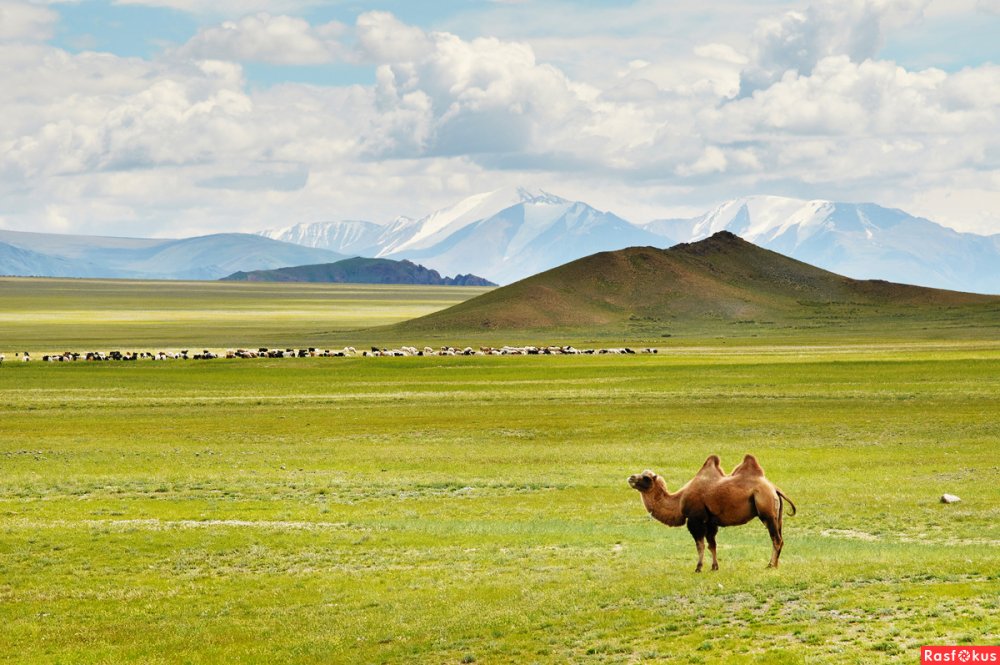 Природа в степи Монголии