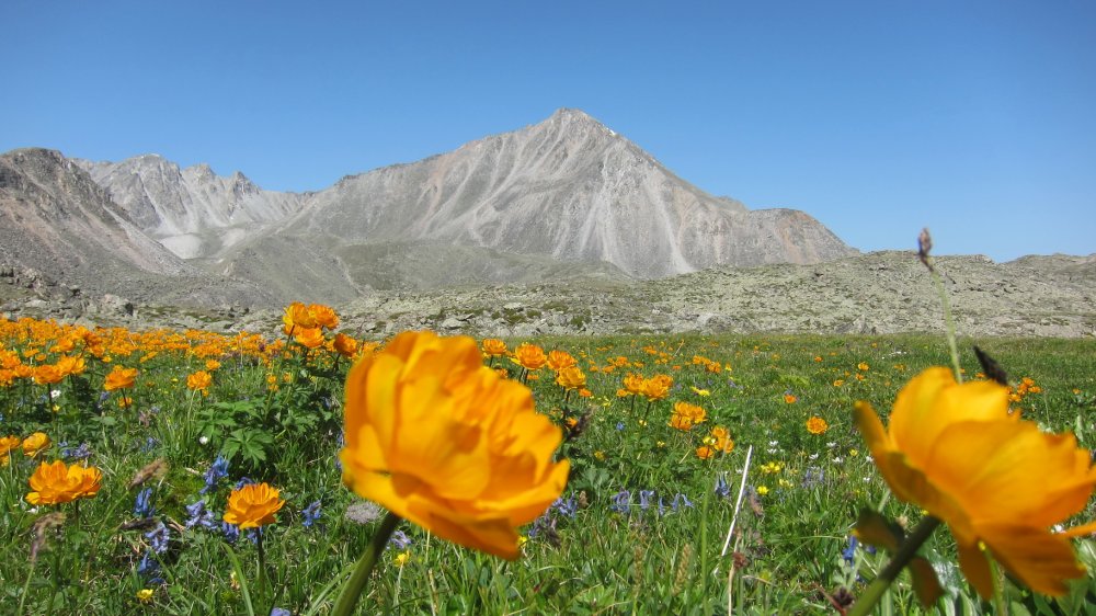 Цветы Монголия Монголия