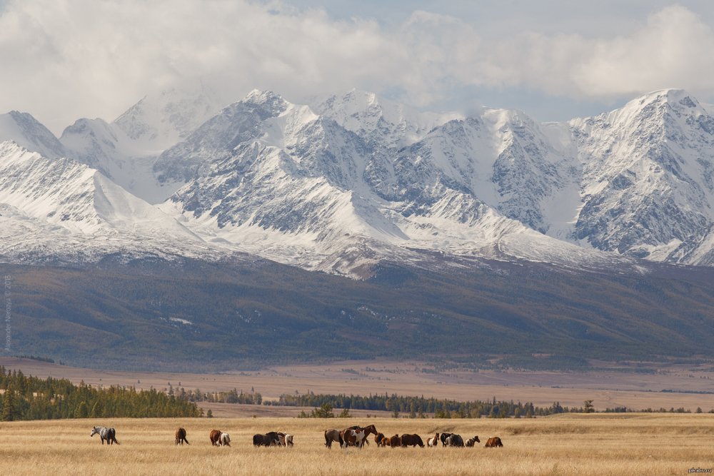 Монголия и Республика Алтай