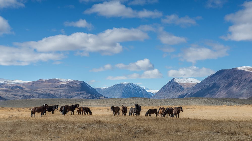 Монголия природа