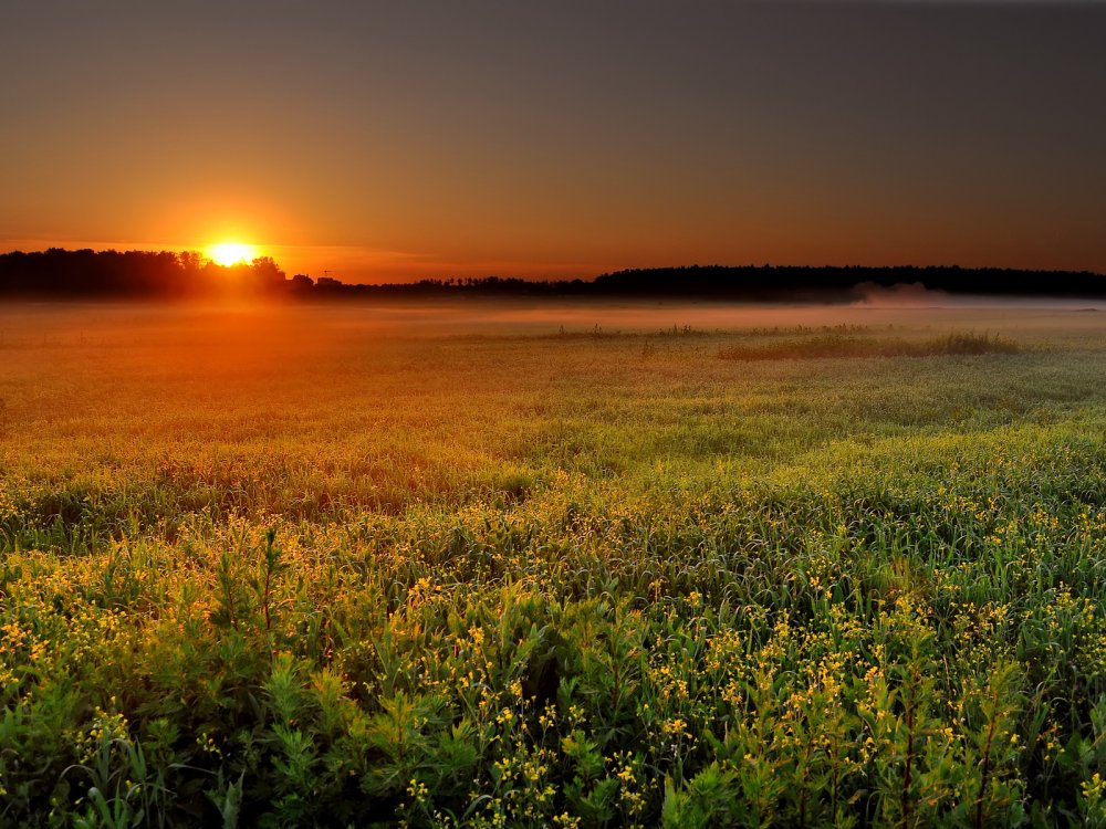 Летний закат в поле