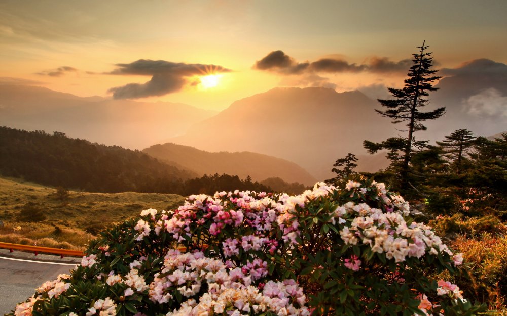 Рассвет в горах цветы