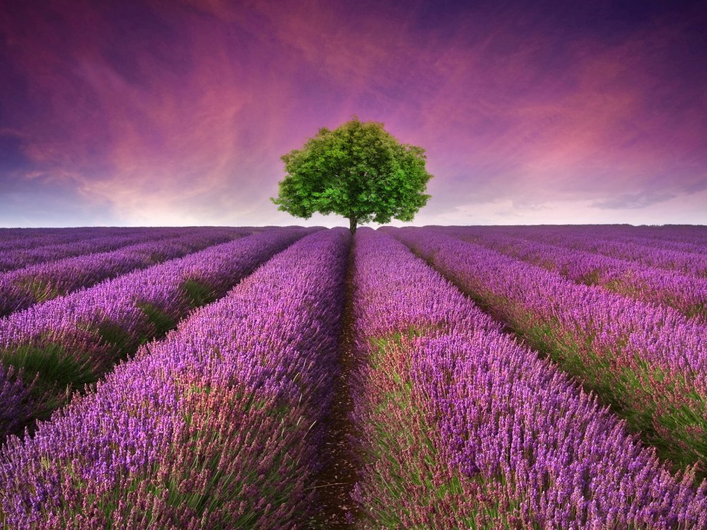 Фиолетовое поле