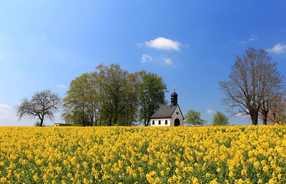 Жёлтый дом на фоне поля цветущие
