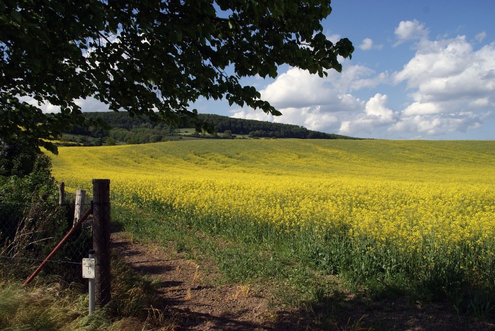 Пейзаж поле с желтыми холмы