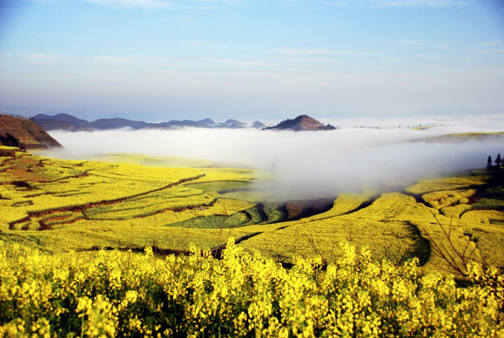 Цветочные поля канола, графство Луопинсянь – Китай