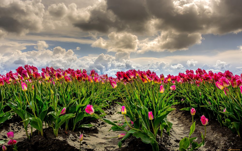 Голландия тюльпаны