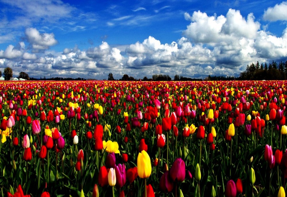 Казахстан цветение тюльпанов