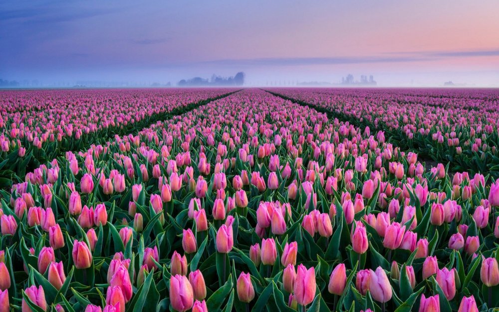 Тюльпановые поля Нидерланды